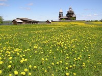 Одуванчики цветут. о. Кижи