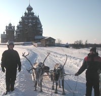 Сафари на оленьих упряжках, северные олени на острове Кижи