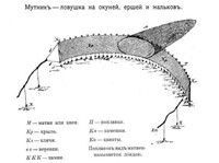 Рис. 2. Схема конструкции невода (по Н. Н. Пушкареву)