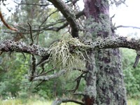 Эверния мезоморфная (Evernia mesomorpha)