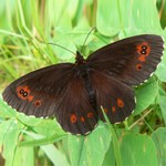 Чернушка кофейная — Erebia ligea (Linnaeus, 1758)